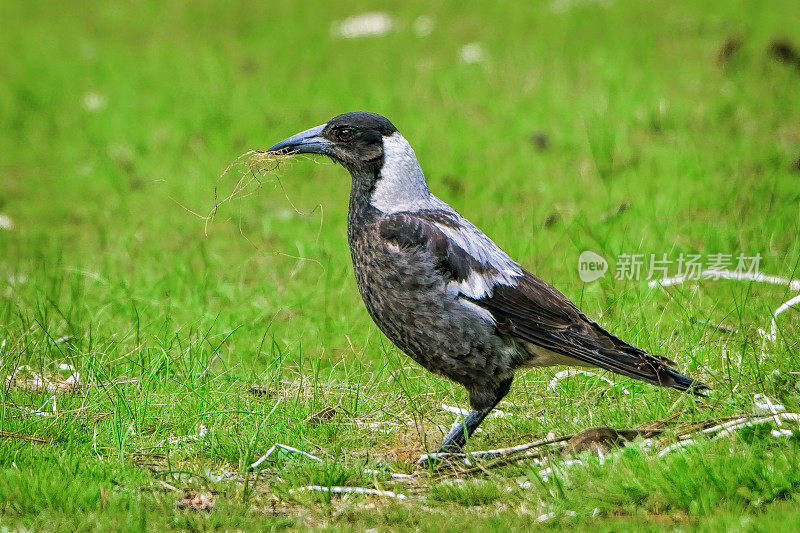 澳大利亚喜鹊（Gymnorhina tibicen）